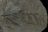 Fossil Pennsylvanian Horsetail (Asterophyllites) - France #114607-1